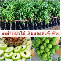 ต้นมะม่วงเบาใต้ ?ต้นเสียบยอดพันธุ์แท้ ?%? สูงประมาน 60-70 เซนติเมตร มีรากแก้ว โตไว แข็งแรง ใช้ระยะเวลาในการติดผล 2-3 ปี