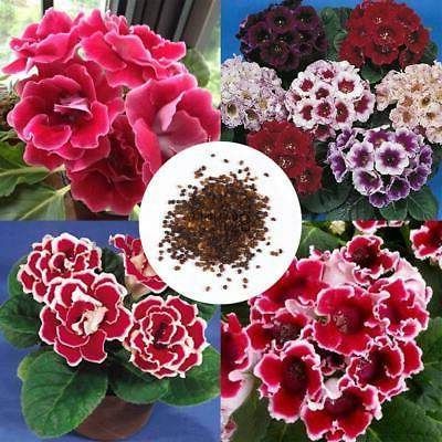 25 เมล็ดพันธุ์ Bonsai เมล็ด กุหลาบนางฟ้า Gloxinia Seed อัตราการงอกของเมล็ด 80-85%