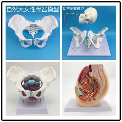 Women pelvic attached genital loss of female pelvic anatomy model model medical teaching model