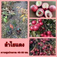 ?ลำไยแดง เพาะเมล็ด? ?หวาน กรอบ อร่อย เมล็ดเล็ก ปลูกง่าย? ?ความสูง 45-50 ซม.?