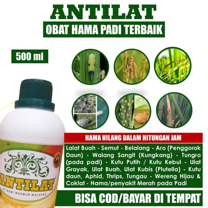 Pestisida ANTILAT - Obat Hama Penyakit Padi Sempot Terbaik - Pupuk ...