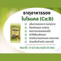 #ป้องกันดอกผลร่วง #โบโรแคล #ธาตุอาหารพืช #ปุ๋ย #ปุ๋ยกิฟฟารีน # ขยายราก #ลดการเกิดหรือป้องกันเชื้อรา #ละลายน้ำได้ดี #ผลแข็งแรง #ลดต้นทุน