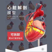 1:1 human heart anatomy model B super colour to exceed removable natural big heart medical teaching model