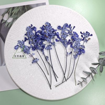 [AYIQ Flower Shop] 8-12ซม./18ชิ้นดอกลาเวนเดอร์ทับแห้งแท้ดอกไม้รูปทรงต่างๆและขนาดสำหรับกรอบเรซิ่นแบบทำมือ