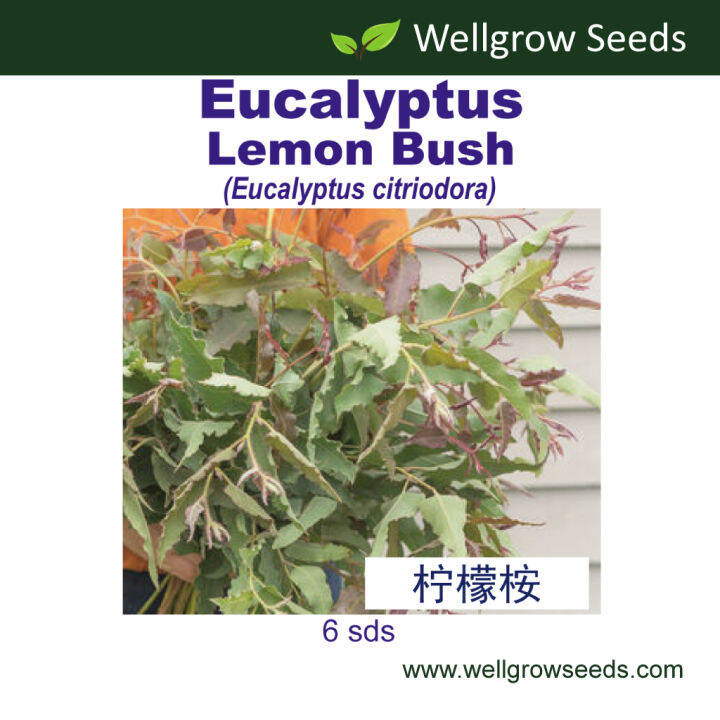 Eucalyptus Lemon Bush (6 sds) Flower Seeds Wellgrow Seeds | Lazada