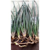 ต้นว่านงาช้าง Sansevieria stuckyi ไม้ฟอกอากาศ Air purify Plant   ขายเป็นต้น ไซต์ใหญ่ ต้นละ 79 บาท