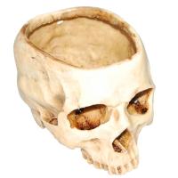 Resin Skull Model Flower Pot Shining Fruit Plate Storage Container Flower Pot Planter Skull Pot Home Decor Crafts