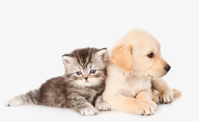 หวีสางขน-หวีแปรงขน-ป้องกันขนพันกัน-ทำให้ขนสวย-สำหรับสุนัขและแมว-แปรงหวีสัตว์เลี้ยงสำหรับขนหมาแมวขนสัตว์