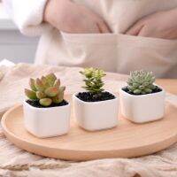 [NEW EXPRESS] TECHOME Classic White Ceramic Flower Pot Small Square Green Plant Holders Container Desk Balcony Mini