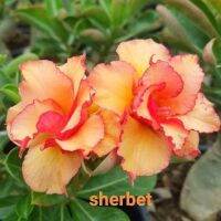 10 เมล็ด เมล็ดพันธุ์ Plant Seeds ชวนชม สายพันธุ์ไต้หวัน สีส้ม Adenium Seeds กุหลาบทะเลทราย Desert Rose ราชินีบอนไซ