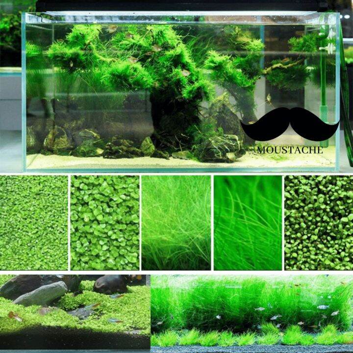 Aquarium Plant Seeds Lazada