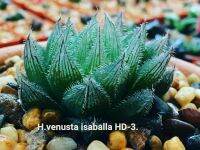 Haworthia venusta isaballa HD-3  A038