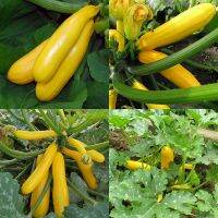 5 เมล็ด ซูกินี่สีเหลือง - Golden Zucchini