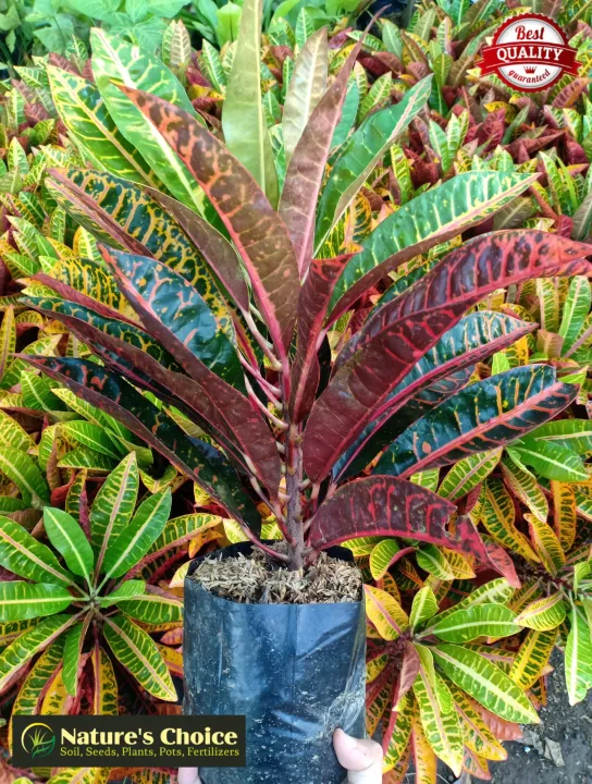 San Francisco Plant (Fire croton) with FREE garden soil, plastic pot