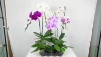 Pro +++ T416 กล้วยไม้ฟาแลนนอปซิส ( ต้นใหญ่ ) (Phalaenopsis) กระถาง 3 นิ้ว สูง 45-65 cm กล้วยไม้ประดับ ดอกสีสวย ออกดอกตลอดทั้งปี ราคาดี พรรณ ไม้ น้ำ พรรณ ไม้ ทุก ชนิด พรรณ ไม้ น้ำ สวยงาม พรรณ ไม้ มงคล