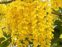 150 เมล็ด เมล็ดราชพฤกษ์ Indian Laburnum ราคาถูก คูน ต้นคูน ต้นไม้ของพระราชา ต้นไม้ประจำชาติไทย สัญลักษณ์ของประเทศไทย ดอกไม้ประจำจังหวัด