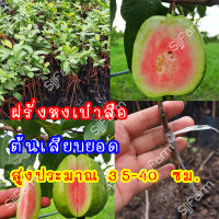 1 ต้น ต้นพันธุ์ฝรั่งหงเป่าสือ ต้นเสียบยอดติดผลเร็ว สูงประมาณ 35-40 ซม. สินค้าพร้อมส่ง