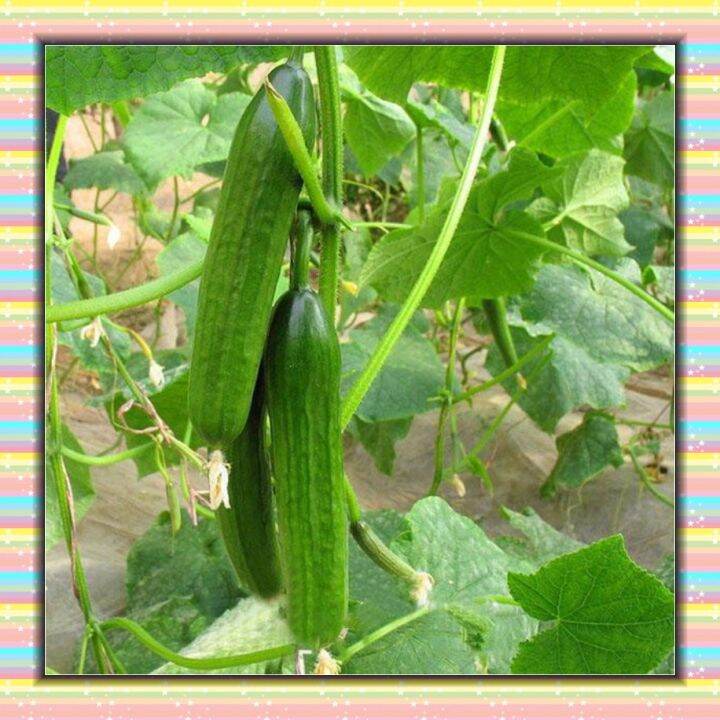 Dutch Cucumber Cuke Seeds Green Vegetables Seed Lazada PH