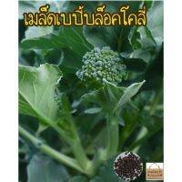 ซื้อ 1 แถม 1，50 เมล็ด (ไม่ใช่พืช)เมล็ดพันธุ์ เบบี้บล็อคโคลี่ สีเขียว สีม่วง เมล็ดเมล็ดแท้นำเข้า