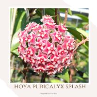 โฮย่ากระดุมแดง hoya pubicalyx splash