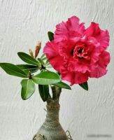 5 เมล็ด เมล็ดพันธุ์ ชวนชม ลูกผสมไฮบริด สายพันธุ์ Red Sky สีแดง กุหลาบทะเลทราย Desert Rose Adenium seed ราชินีบอนไซ ปลูกง่ายมาก รีบสะสม