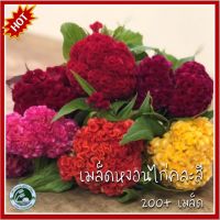 200+ เมล็ด หงอนไก่คละสี - Mixed Cockscomb หงอนไก่ เมล็ดหงอนไก่ เมล็ดพันธุ์หงอนไก่