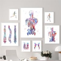 Human Anatomy โปสเตอร์กระดูกผ้าใบพิมพ์ Wall Art ตกแต่งภาพวาด Clinic กายภาพบำบัด Room Wall ตกแต่งตกแต่งบ้าน