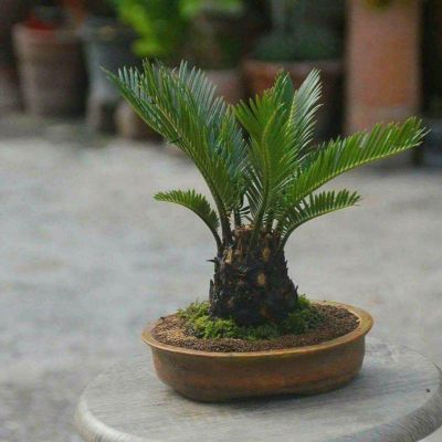 หัวหน่อ ปรงญี่ปุ่น Cycas siamensis ขนาดจิ๋ว 50-60 เซนติเมตร ขนาดใหญ่ หายาก ส่วนใหญ่จึงนิยมปลูกปรงเป็นไม้ประดับ รวมถึงนำใบไปใช้ตกแต่งในงานพิธีต่าง ๆ แต่ก็ไม่ใช่แค่นั้น เพราะเมล็ดของปรงยังนำไปสกัดเพื่อใช้เป็นแป้งสาคูทำขนมได้ด้วย