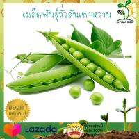 เมล็ดพันธุ์ ถั่วลันเตาหวาน จำนวน 50 เมล็ด งอก 3-5วัน ดอกบาน 15-25 วัน ตลอดปี สูง- ระยะเก็บเกี่ยว 70 วันBy JjSeed ถั่วลันเตา