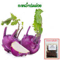 กะหล่ำปมม่วง โคราบีสีม่วง  Kohlrabi นำเข้าจากต่างประเทศ ปลูกผัก สวนครัว พันธุ์แท้100% ปลูกต่อได้ (10 แถม1 คละได้)