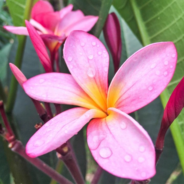 rznr1 Pink with Yellow-Orange Center Frangipani Fragrant Plumeria ...