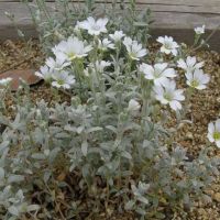 เมล็ดพันธุ์ สโนว์ อิน ซัมเมอร์ Cerastium tomentosum snow in summer 200 เมล็ด เมล็ดพันธุ์นำเข้าจากอังกฤษ