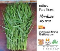 หญ้าขนสดสำหรับกระต่าย หนูแกสบี้ ออแกร์นิค Fresh Para grass for animals เน่าเสียร้านส่งให้ใหม่