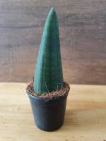 ไม้ฟอกอากาศ ลิ้นมังกร โอบาเกะ ขนาด 5นิ้ว (Sansevieria boncellensis)