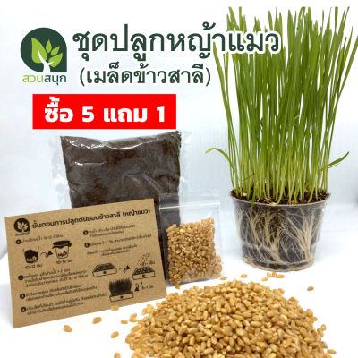 ชุดปลูกหญ้าแมว🌾 ชุดเล็ก (ต้นอ่อนข้าวสาลี) 🔥ซื้อ 5 แถม 1🔥