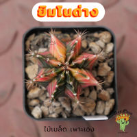 Beepees018 ยิมโนด่าง ไม้เมล็ด Gymnocalycium แคคตัส กระบองเพชร cactus&amp;succulent ขนาด 3.6 ซม.