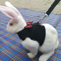【LZ】 Rabbits Hamster Vest Bowknot Rabbit Leash Multicolor Convenient Rabbit Chest Back Safety Breathable Pet Supplies Rabbit Clothing