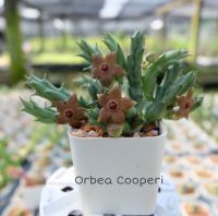 เก๋งจีน Orbea Cooperi