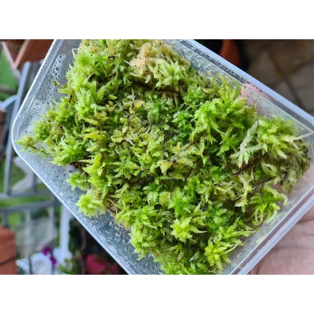 New Zealand Long Fiber Sphagnum Moss Briquettes 100g 8L Classic/AA Grade