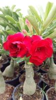 12 เมล็ด เมล็ดพันธุ์ ชวนชม สายพันธุ์ไต้หวัน ดอกสีแดง Adenium Seed กุหลาบทะเลทราย Desert Rose ราชินีบอนไซ เปอร์เซ็นการงอก  80-90% มีคู่มือปลูก