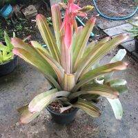 ? Aec. Little. Harv ‘ Var # ต้นสับปะรดสี#bromeliad# ต้นไม้สวยงาม# ไม้ประดับ# ตกแต่งสวน# ปลูกตกแต่งบ้าน# ไม้มงคล# ขายราคาถูก # ต้นไม้คุณภาพ# พืชทนแล้ง ของมีพร้อมส่ง เก็บเงินปลายทาง ?