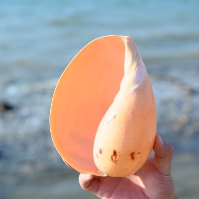 （READYSTOCK ）🚀 Natural Big Sea Conch Shell Coconut Snail Yellow Ladle Snail Fish Tank Coral Reef Landscaping Marine Life Specimen Collection YY