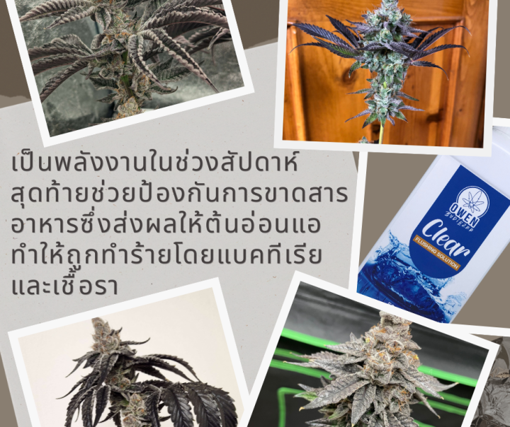 clear-น้ำยาฟรัช-ล้างสารเคมีตกค้างจากปุ๋ย-flushing-solution-ให้พลังงานในช่วงสุดท้ายก่อนเก็บเกี่ยว