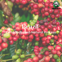 สารกาแฟ Brazil Cerrado Pupled-natural process