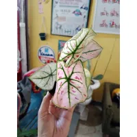 ( PRO+++ ) โปรแน่น.. ต้นบอนสตรอเบอรี่สตาร์ Caladium Strawberry Star ราคาสุดคุ้ม พรรณ ไม้ น้ำ พรรณ ไม้ ทุก ชนิด พรรณ ไม้ น้ำ สวยงาม พรรณ ไม้ มงคล