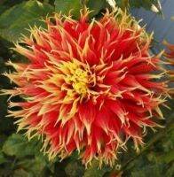 รักเร่ Dahlia Bulb สายพันธุ์ Dah.Show N Tell 1 หัว/ออเดอร์  หัวรักเร่ ดอกไม้ หัวหน่อ นำเข้า เหง้า เนเธอร์แลน หัวสดใหม่