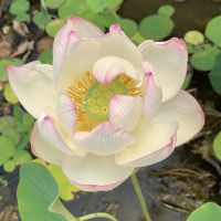 5 เมล็ดพันธุ์ บัว สายพันธุ์ Chawan Lotus สีชมพูขาว นำเข้าจาก อเมริกา เพาะปลูกและเก็บเมล็ดในไทย ขยายพันธุ์ในไทยได้