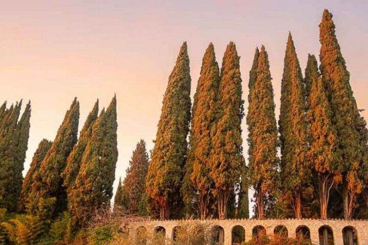 เมล็ดพันธุ์-สนเมดิเตอเรเนียน-ไซเปรส-cupressus-sempervirens-mediterranean-cypress-10-เมล็ด-เมล็ดพันธุ์นำเข้าจาก-อังกฤษ