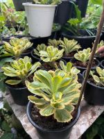 Euphorbia poissonii variegated​ ต้นไม้มงคล ทองอำพัน ไซส์กระถาง4-5นิ้ว