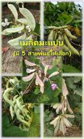 เมล็ดถั่วแปบ มะแปบ 30เมล็ด 20บาท (มี 5 สายพันธุ์ให้เลือก)